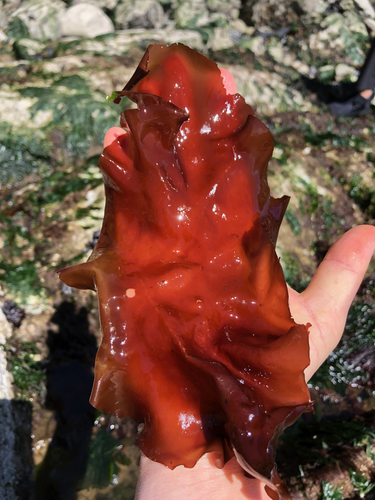 Halymenia schizymenioides observed 2019-06-06