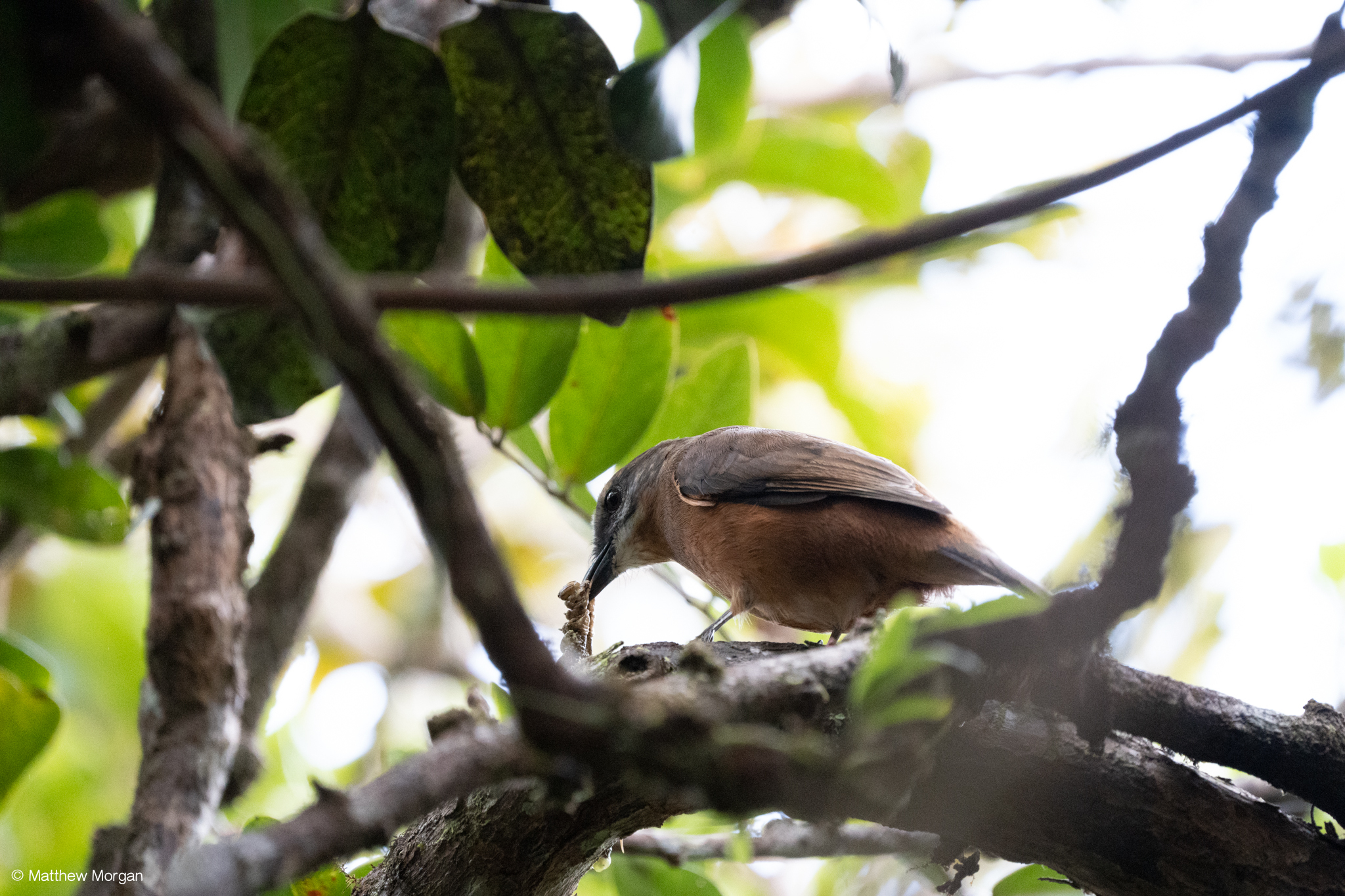 Mauritius Cuckooshrike illustration