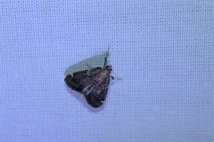 Hypsopygia intermedialis