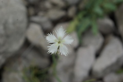Dianthus awaricus