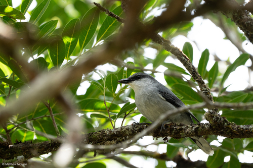 Mauritius Cuckooshrike (Lalage typica), photo 5
