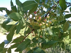 Pistacia atlantica mutica