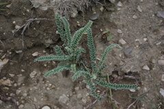 Astragalus daghestanicus