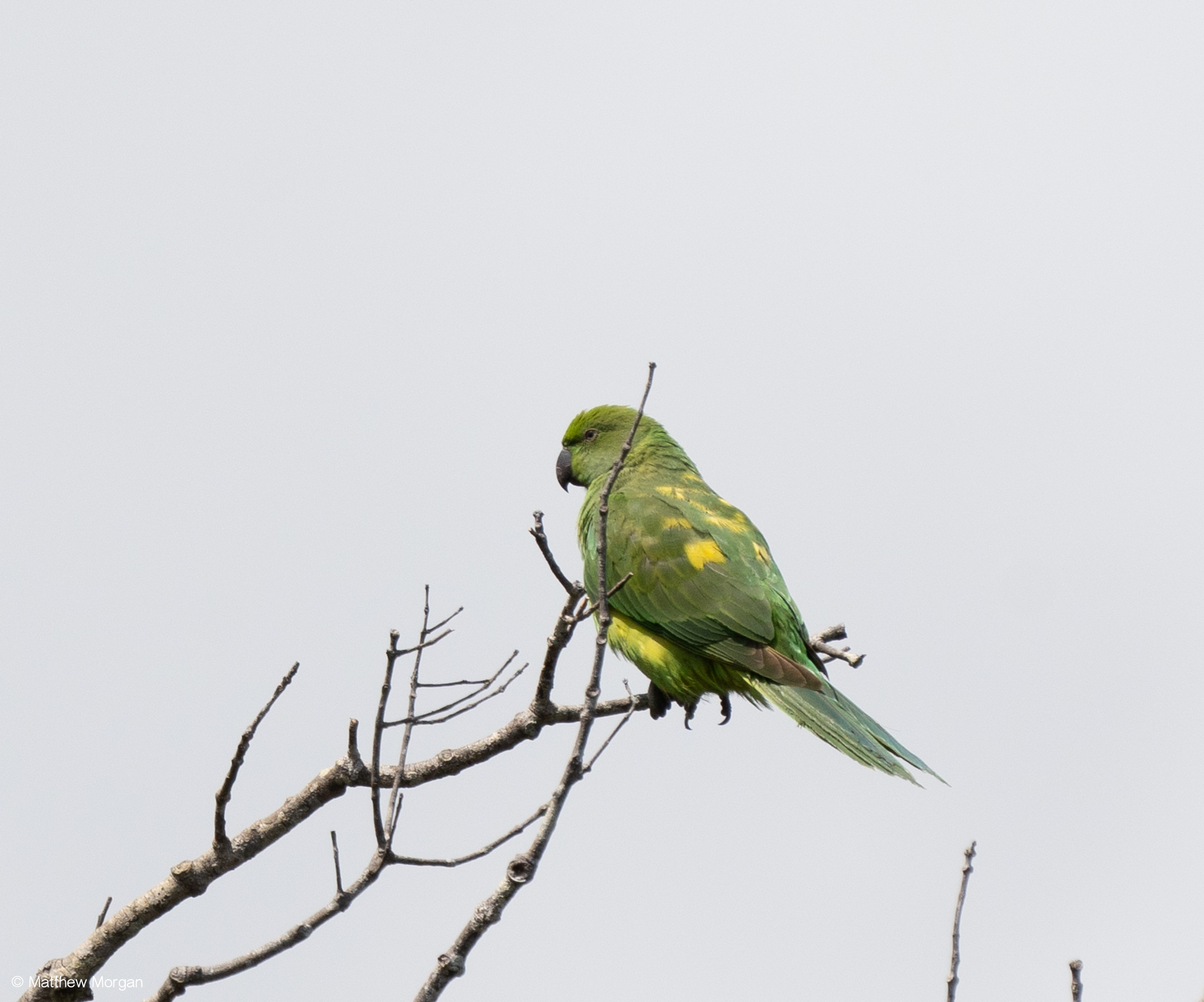 Echo Parakeet illustration