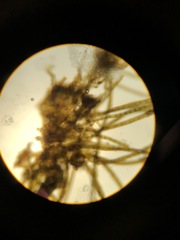 Sphacelaria rigidula