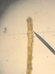 Sphacelaria rigidula