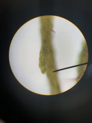 Sphacelaria rigidula