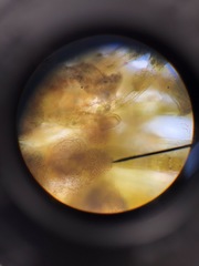 Sphacelaria rigidula