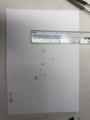 Sphacelaria rigidula