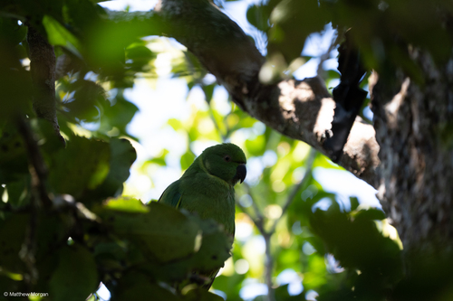 Echo Parakeet (Psittacula eques), photo 5