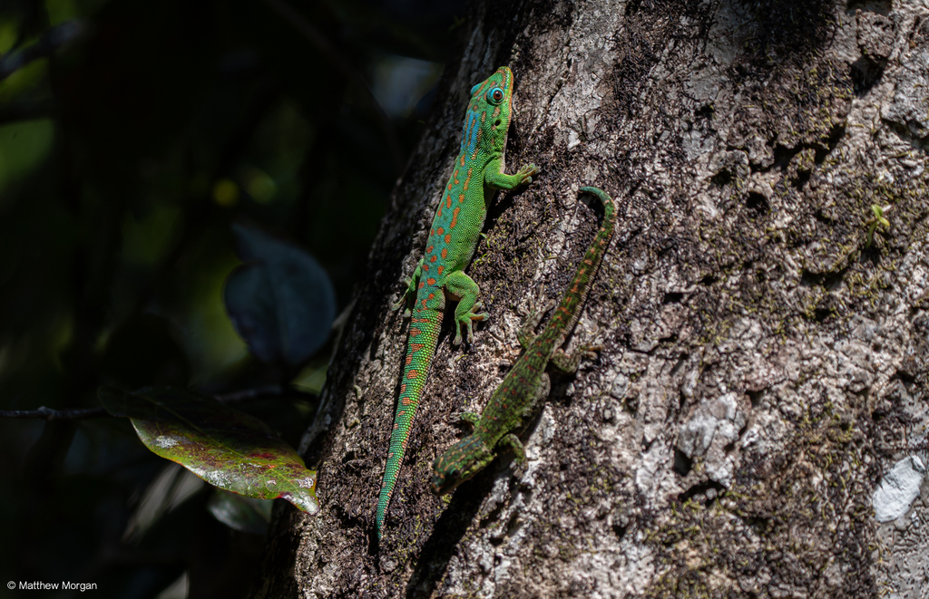 Upland Forest Day Gecko