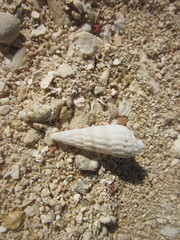 Cerithium scobiniforme