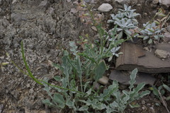 Matthiola daghestanica