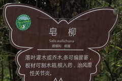 Salix disperma