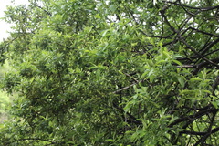 Salix disperma