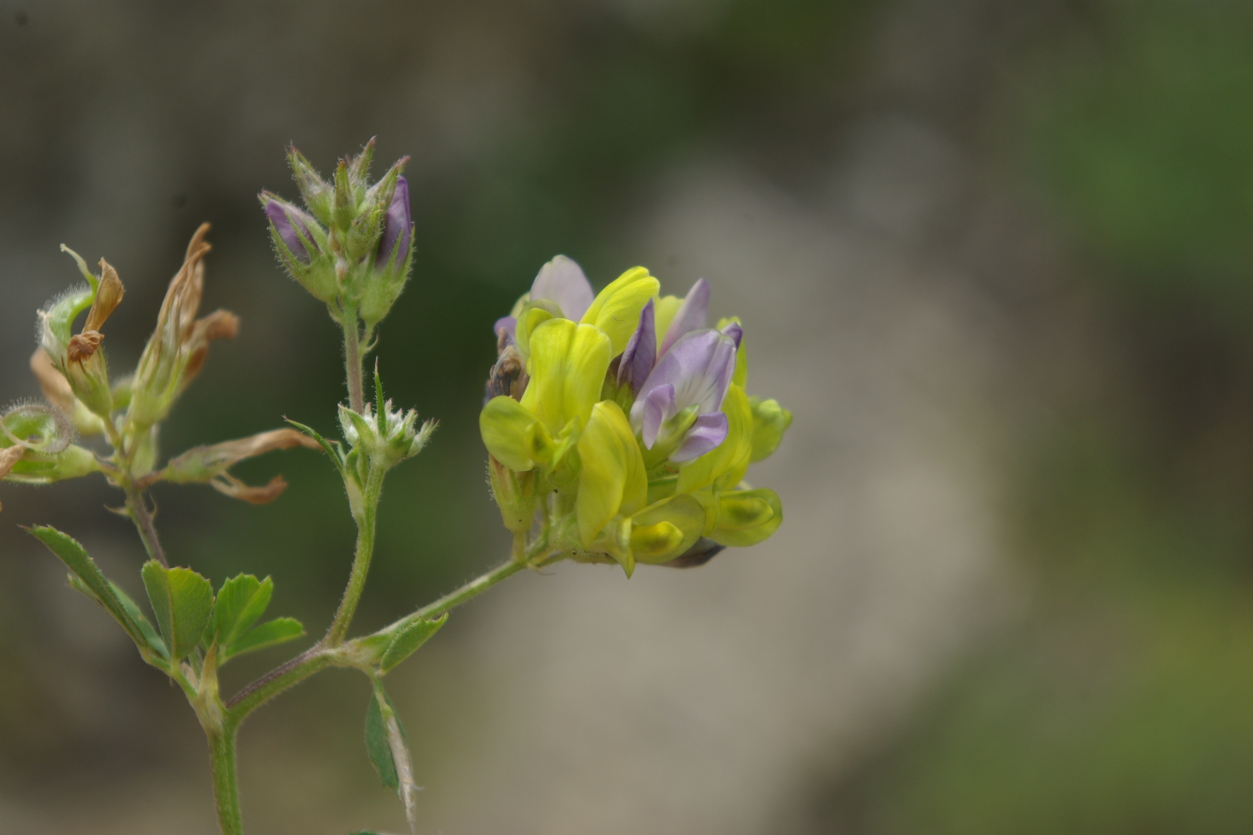 Medicago sativa ssp. glomerata