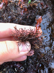 Ahnfeltia fastigiata