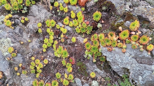Image of Sempervivum marmoreum by no rights reserved