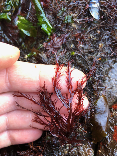 Pikea californica observed 2019-06-06