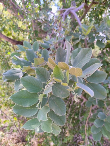 Piscidia mollis, photograph 3