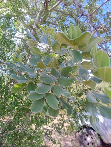 Piscidia mollis, photograph 5