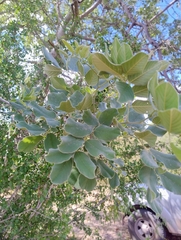 Piscidia mollis, photograph (c) Adrian Bojorquez, some rights reserved (CC BY-SA)