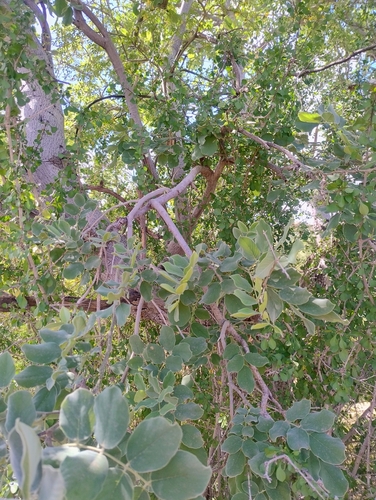 Piscidia mollis, photograph 6