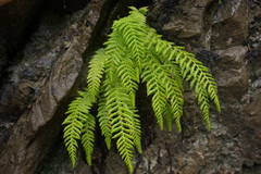 Woodsia caucasica