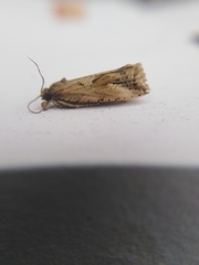 Endothenia quadrimaculana