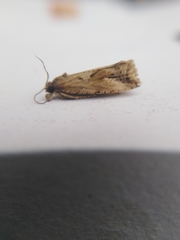 Endothenia quadrimaculana