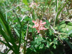 Indigofera spicata