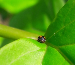 Cryptogonus orbiculus
