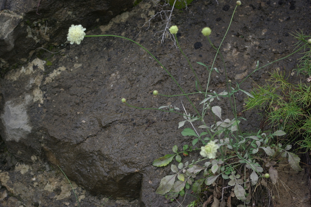 Cephalaria velutina