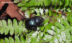 Phelotrupes auratus