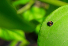 Cryptogonus orbiculus