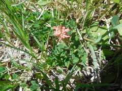Indigofera spicata