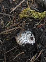 Lycoperdon subcretaceum