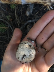 Lycoperdon subcretaceum