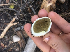 Lycoperdon subcretaceum