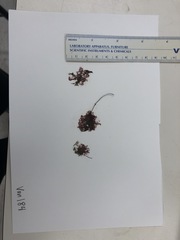 Pterothamnion pectinatum