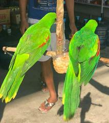 Aprosmictus jonquillaceus