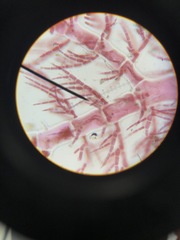 Pterothamnion pectinatum