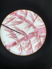 Pterothamnion pectinatum