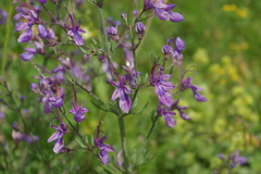 Teucrium orientale