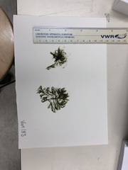 Bryopsis corticulans