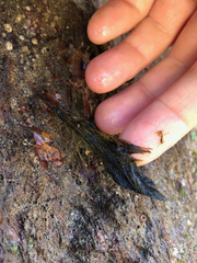 Bryopsis corticulans