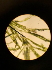 Bryopsis corticulans