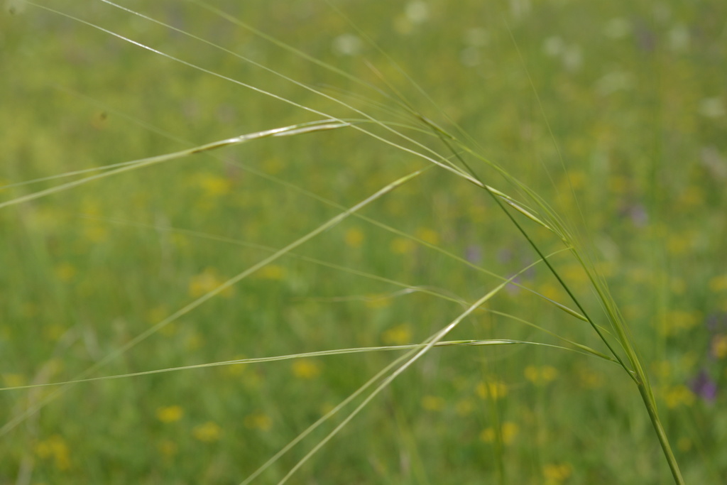 Stipa daghestanica