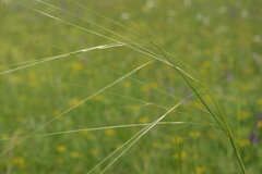 Stipa daghestanica