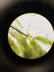 Bryopsis corticulans